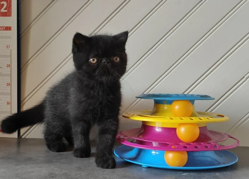 exotic shorthair kittens cattery