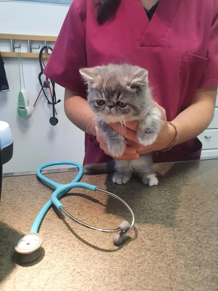 exotic shorthair kittens for sale